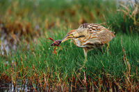 American Bittern With Crayfish