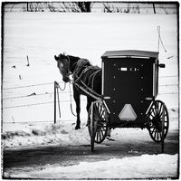 Horse And Buggy