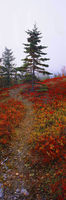 Ancient Trail