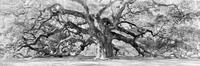 Angel Oak