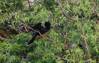 Anhinga