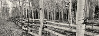 Aspen Fence