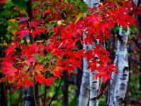 Shoji