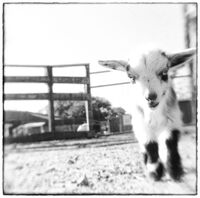 Saying Hello