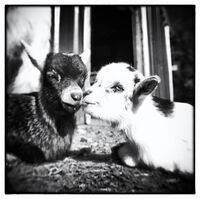 Kid Kisses