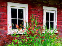 Columbine