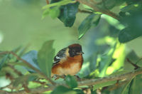 Bay-breasted Warbler