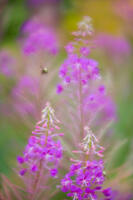 Among The Fireweed