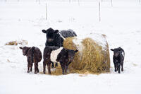 Belted Galloway