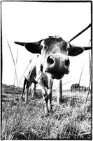 Bessie