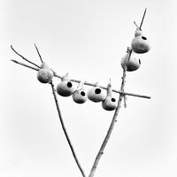 Birdhouse Gourds
