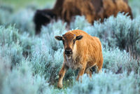 Bison Calf