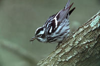 Black And White Warbler