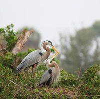 Great Blue Heron
