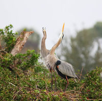 Great Blue Heron