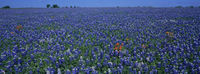 Bluebonnets And Indian Paintbrush