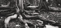Roots Of The Ancient