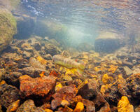 Upstream Run