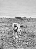 Curious Calf