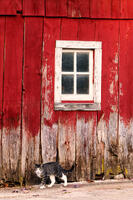 Barn Tabby