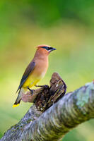 Cedar Waxwing