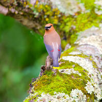 Cedar Waxwing
