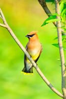 Cedar Waxwing