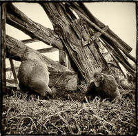 Free Range Chickens