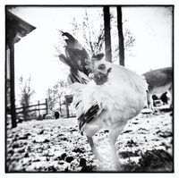 Stable Chicken