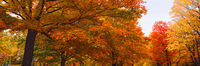 Colors Of Fall