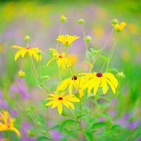 Still Summer Morning