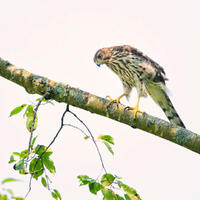 Copper's Hawk