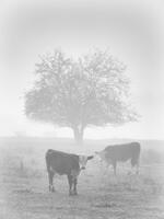 Misty Paddock