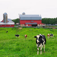 Free Range Holsteins