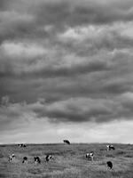 Spring Pasture