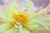Dahlia