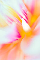 The Light Within