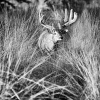 Scent Trail