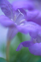 Delicate