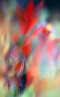 Dreams In Color