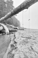 Driftwood Swing