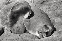 Sand Bathing Elephant Seal