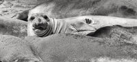 Baby Elephant Seal