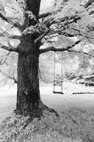 Empty Swing
