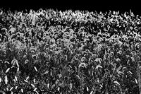 Foxtail