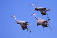 Family Landing
