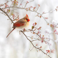 Spring Snow