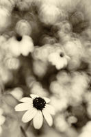 Field Daisies
