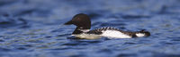 Fishing Loon