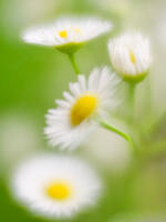 Fleabane